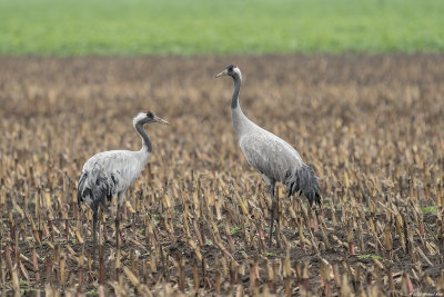 kraanvogel - common crane