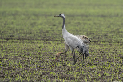 kraanvogel - common crane
