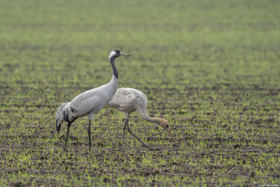 kraanvogel - common crane