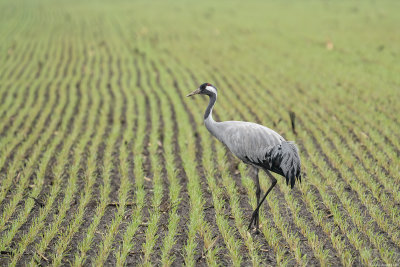kraanvogel - common crane