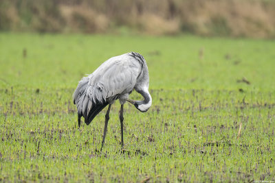 kraanvogel - common crane
