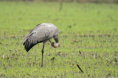 kraanvogel - common crane