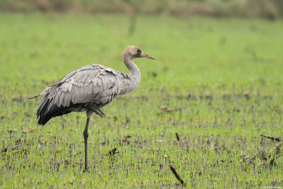 kraanvogel - common crane