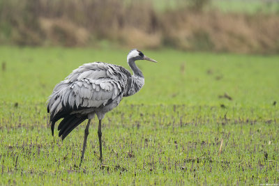kraanvogel - common crane