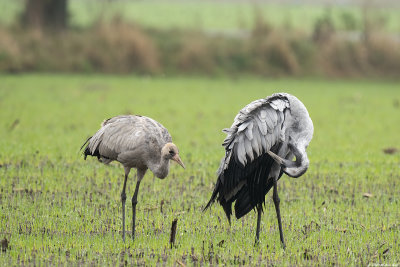 kraanvogel - common crane