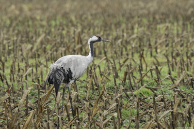 kraanvogel - common crane