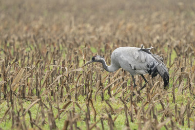 kraanvogel - common crane