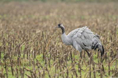 kraanvogel - common crane