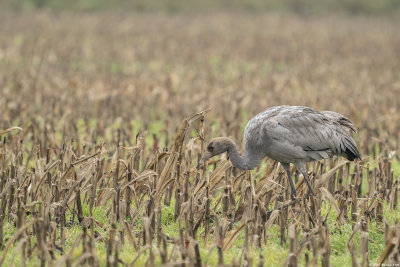 kraanvogel - common crane