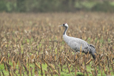 kraanvogel - european crane