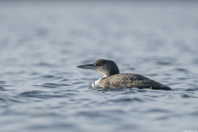 ijsduiker - common loon