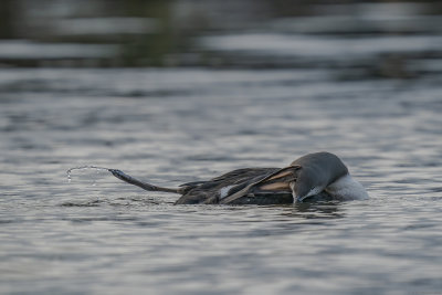 parelduiker - black-throated Loon