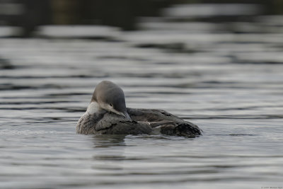 parelduiker - black-throated Loon