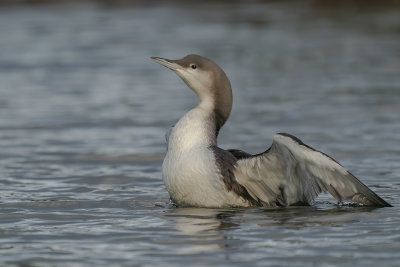 parelduiker - black-throated Loon
