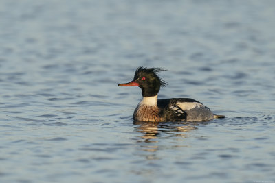 middelste zaagbek - red-breasted merganser