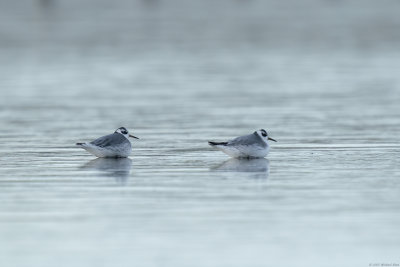 rosse franjepoot - red phalarope