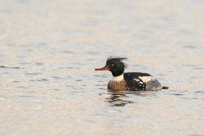 middelste zaagbek - red-breasted merganser