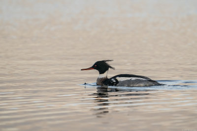 middelste zaagbek - red-breasted merganser