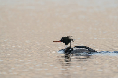 Red-breasted Merganser - Middelste Zaagbek - Mergus serrator