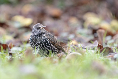 spreeuw - starling