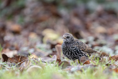 spreeuw - starling