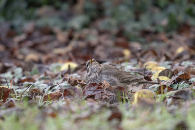 zwartkeellijster - black-throated trush