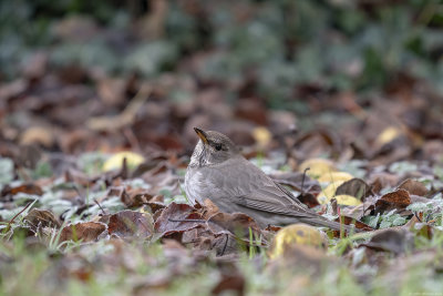 zwartkeellijster - black-throated trush