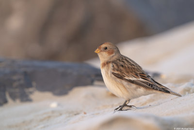 sneeuwgors - snowbunting