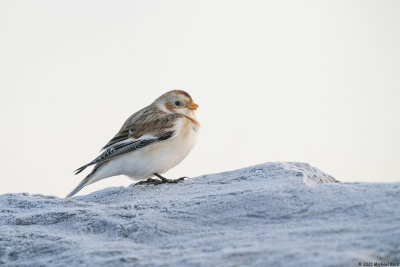 sneeuwgors - snowbunting