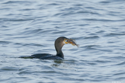 kuifaalscholver - european shag
