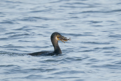 kuifaalscholver - european shag