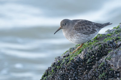paarse strandloper - purple sandpiper