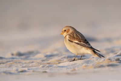 sneeuwgors - snowbunting
