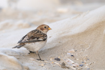 sneeuwgors - snowbunting