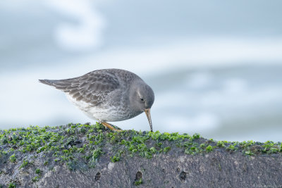 paarse strandloper - purple sandpiper