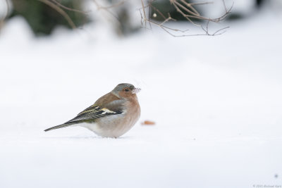 Chaffinch - Vink - Fringilla coelebs