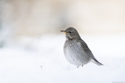 zwartkeellijster - black-throated trush