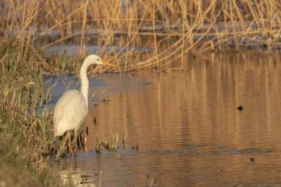 grote zilverreiger - great white egret