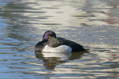 kuifeend - tufted duck