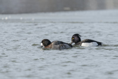 topper - greater scaup
