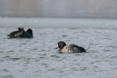 topper - greater scaup