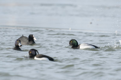 topper - greater scaup