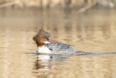 grote zaagbek - common merganser