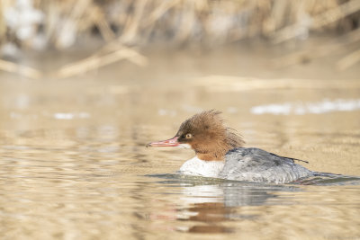 grote zaagbek - common merganser
