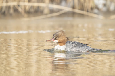 grote zaagbek - common merganser