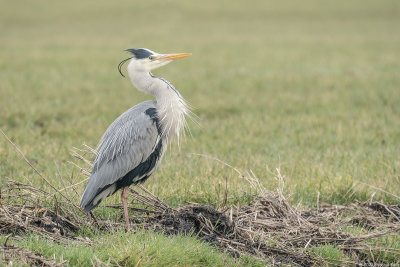 blauwe reiger - grey heron