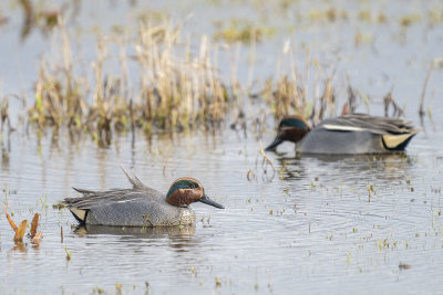 wintertaling - eurasian teal