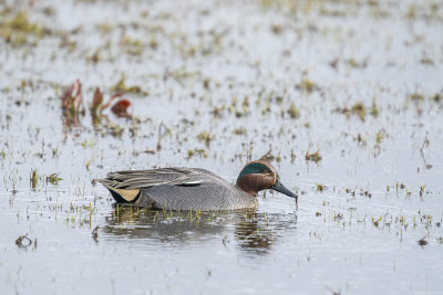 wintertaling - eurasian teal