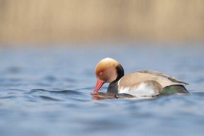 krooneend - red-crested pochard