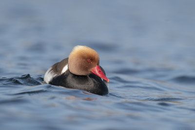 krooneend - red-crested pochard